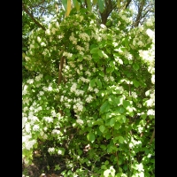 Viburnum dilatatum (fam Caprifoliacees) (Japon) (1)